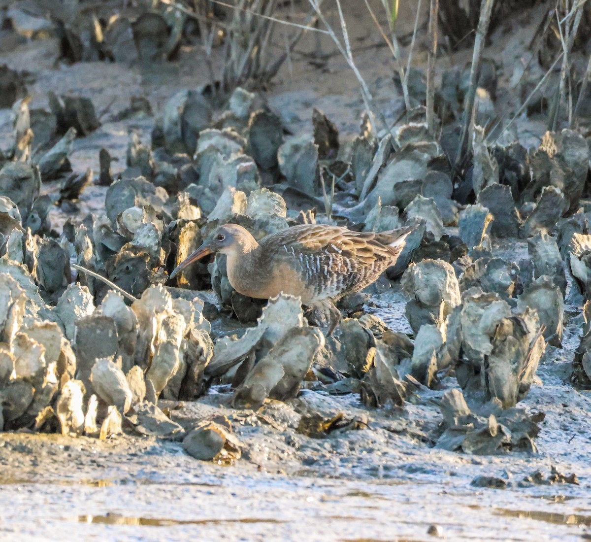 Clapper Rail (Atlantic Coast) - ML645515880