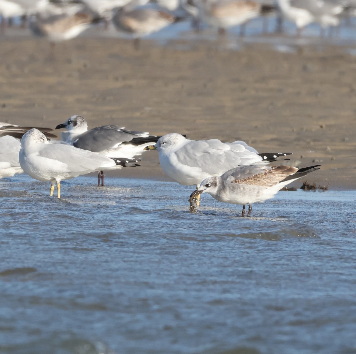 Gabbiano sghignazzante - ML645515881