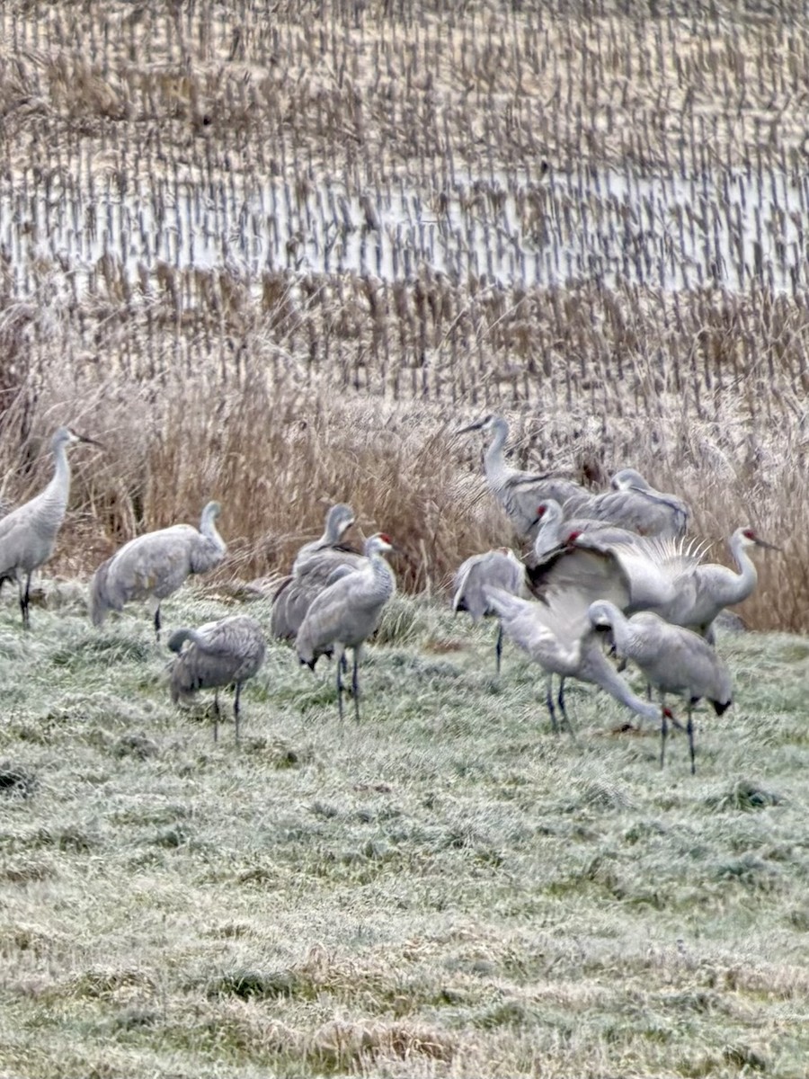 Kanadakranich - ML645515888