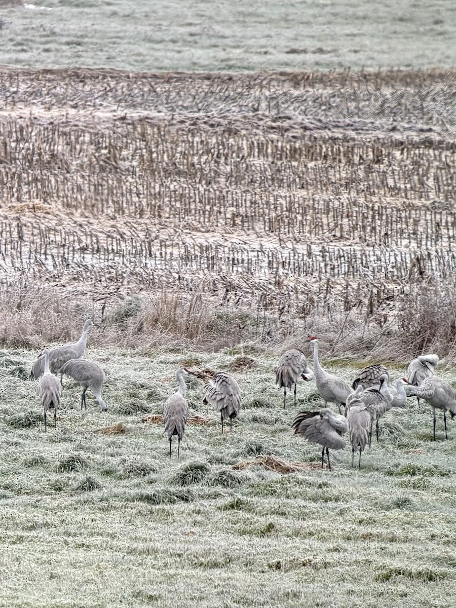 Kanadakranich - ML645515889