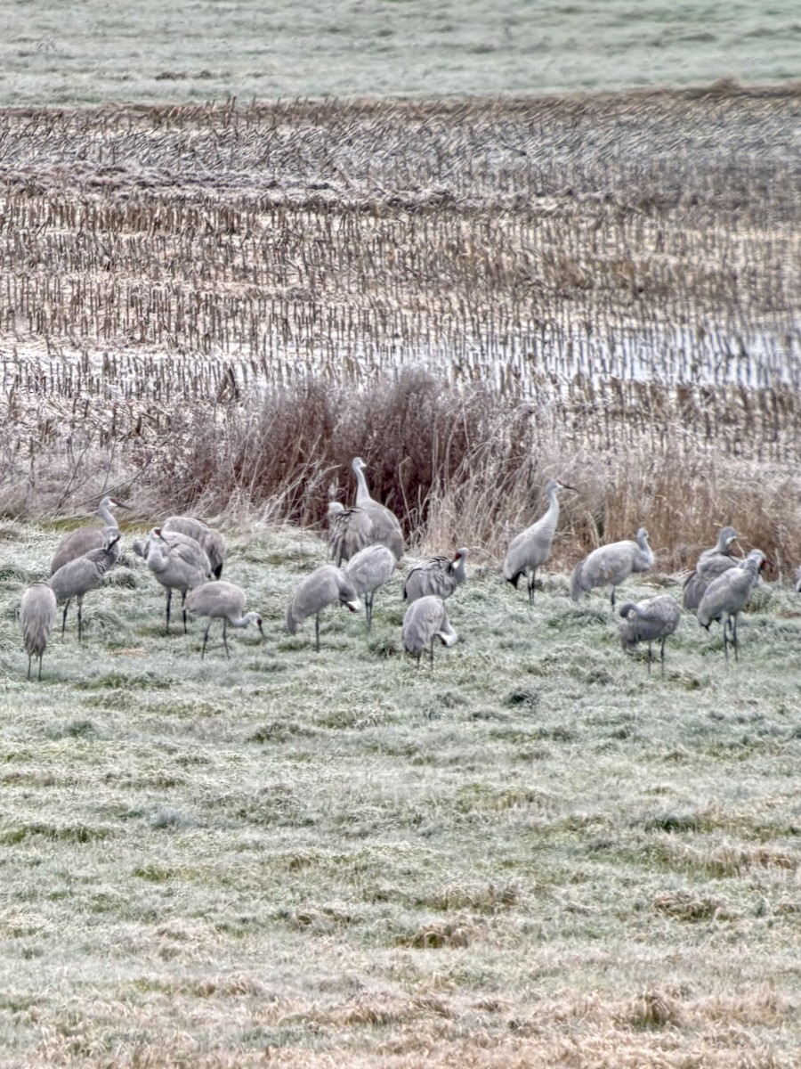 Kanadakranich - ML645515890