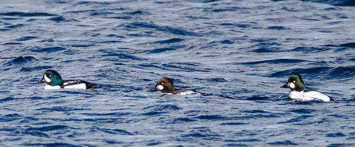 Porrón Islándico - ML645515896