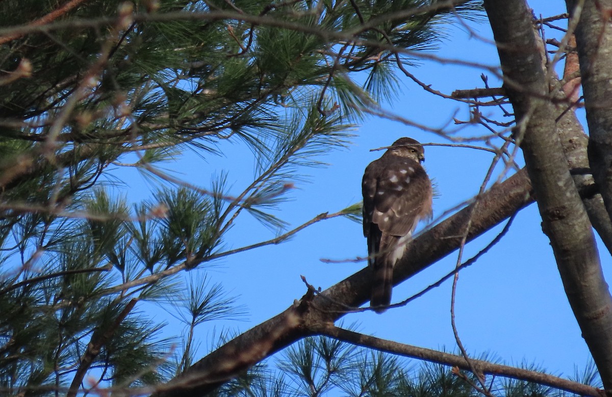 Sharp-shinned Hawk - ML645515898