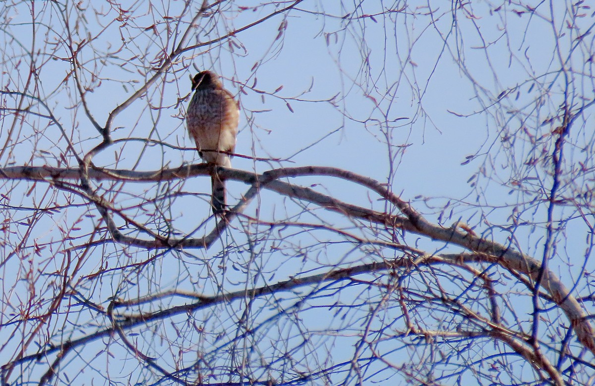 Sharp-shinned Hawk - ML645515903