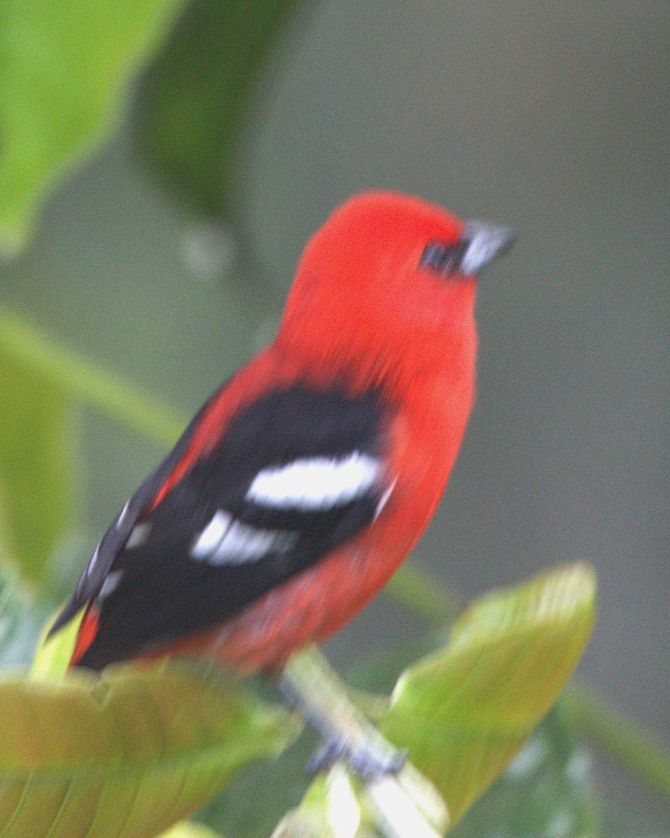 båndpiranga - ML645515915