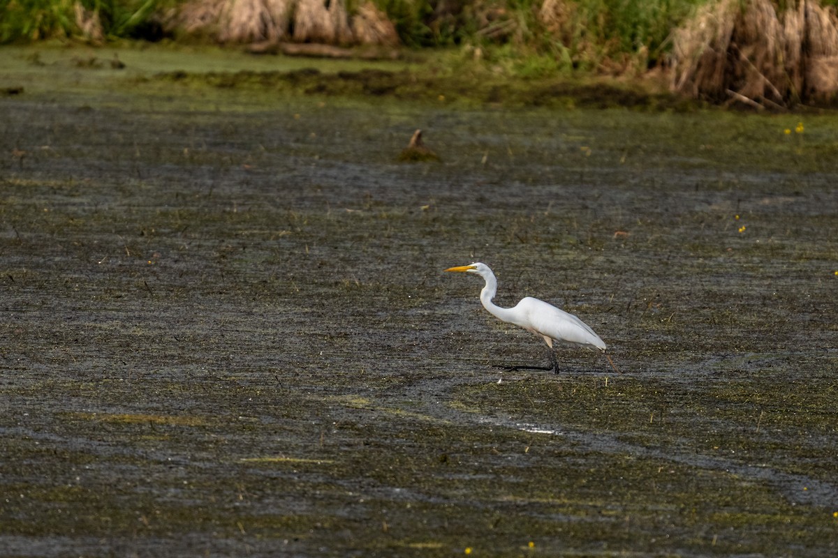 Great Egret - ML645515916