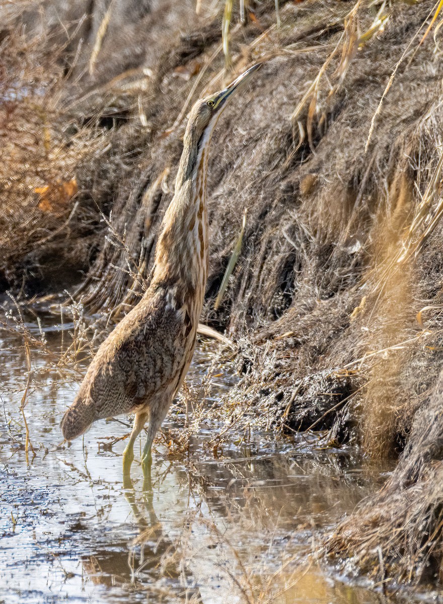 American Bittern - ML645515917