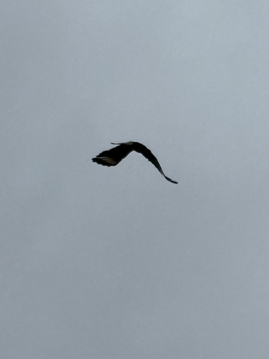 Yellow-headed Caracara - ML645515919