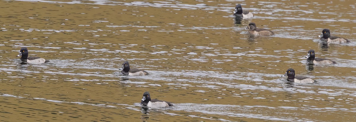 Ring-necked Duck - ML645515921