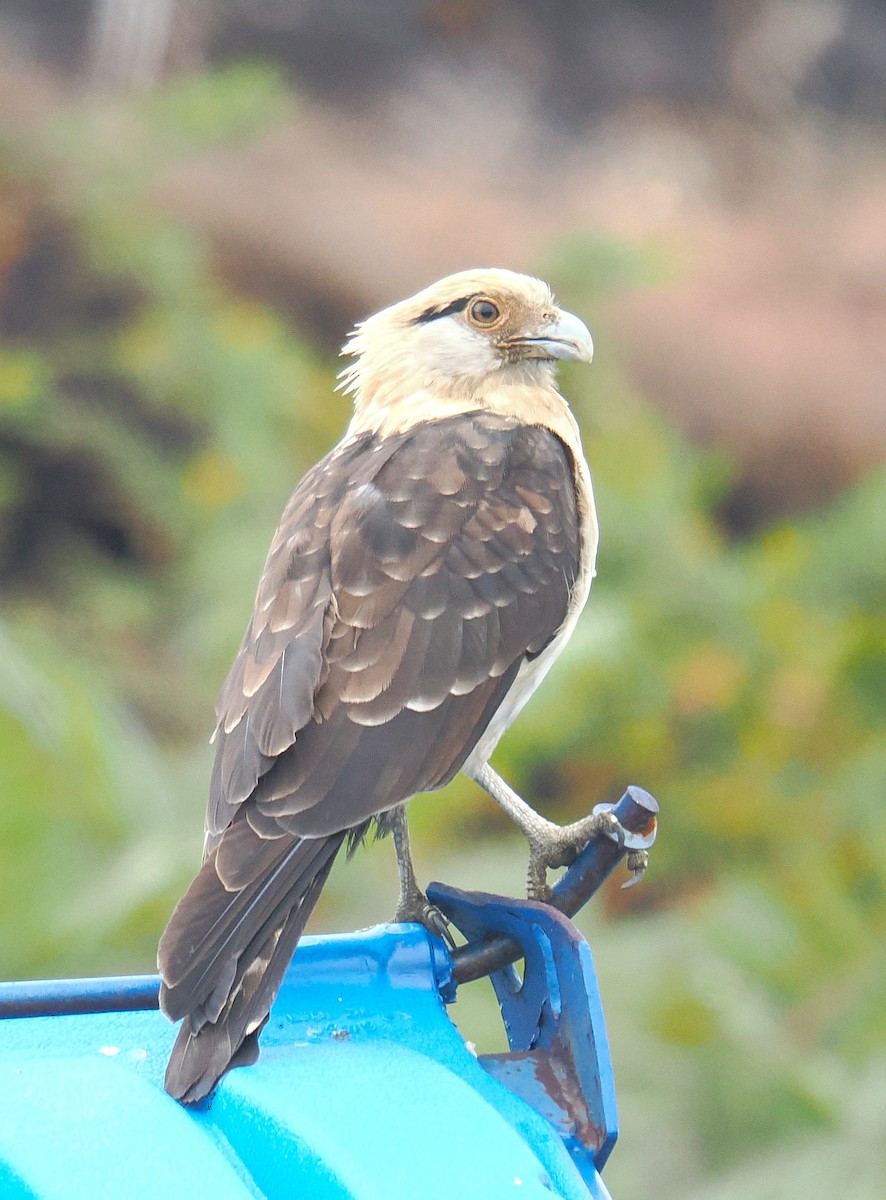 Yellow-headed Caracara - ML645515929