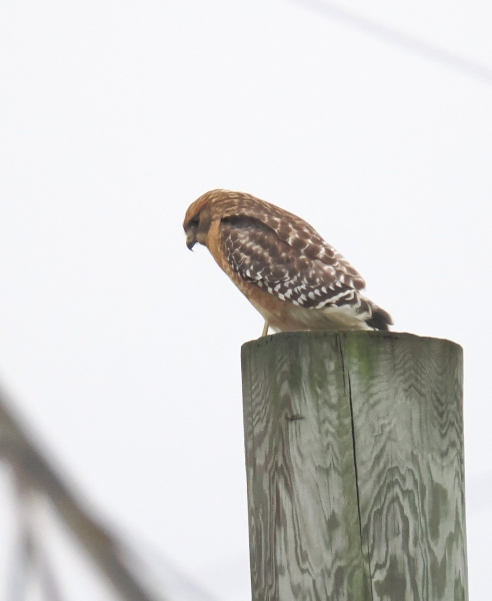 Red-shouldered Hawk - ML645515934