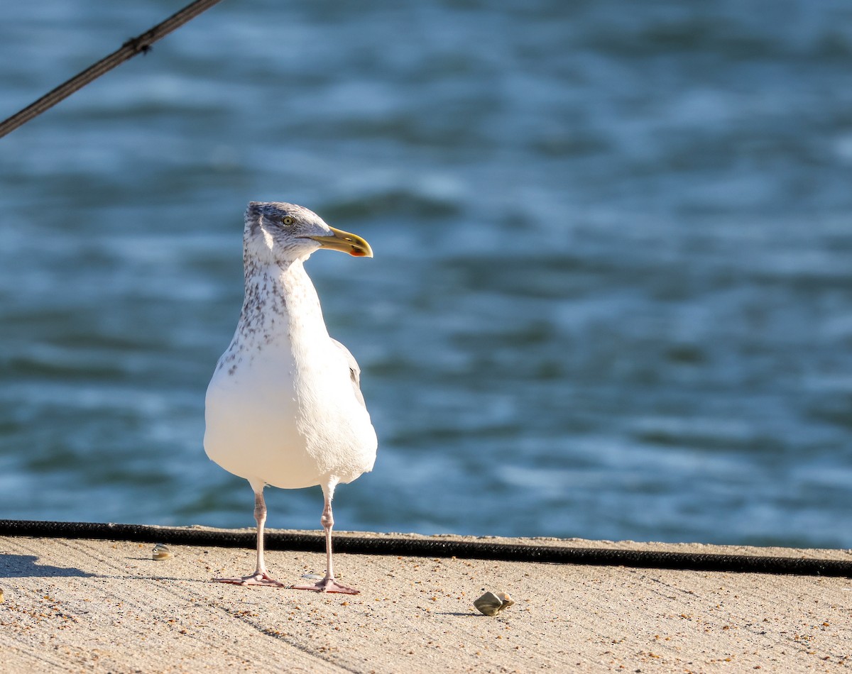 American Herring Gull - ML645515935