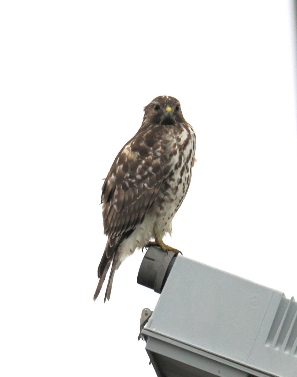 Red-shouldered Hawk - ML645515939