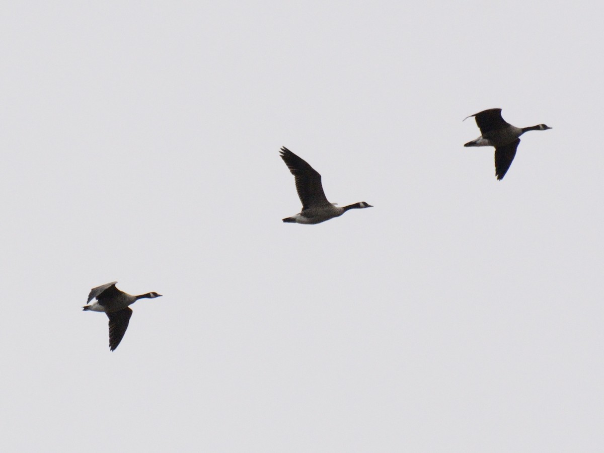 カナダガン - ML645515948