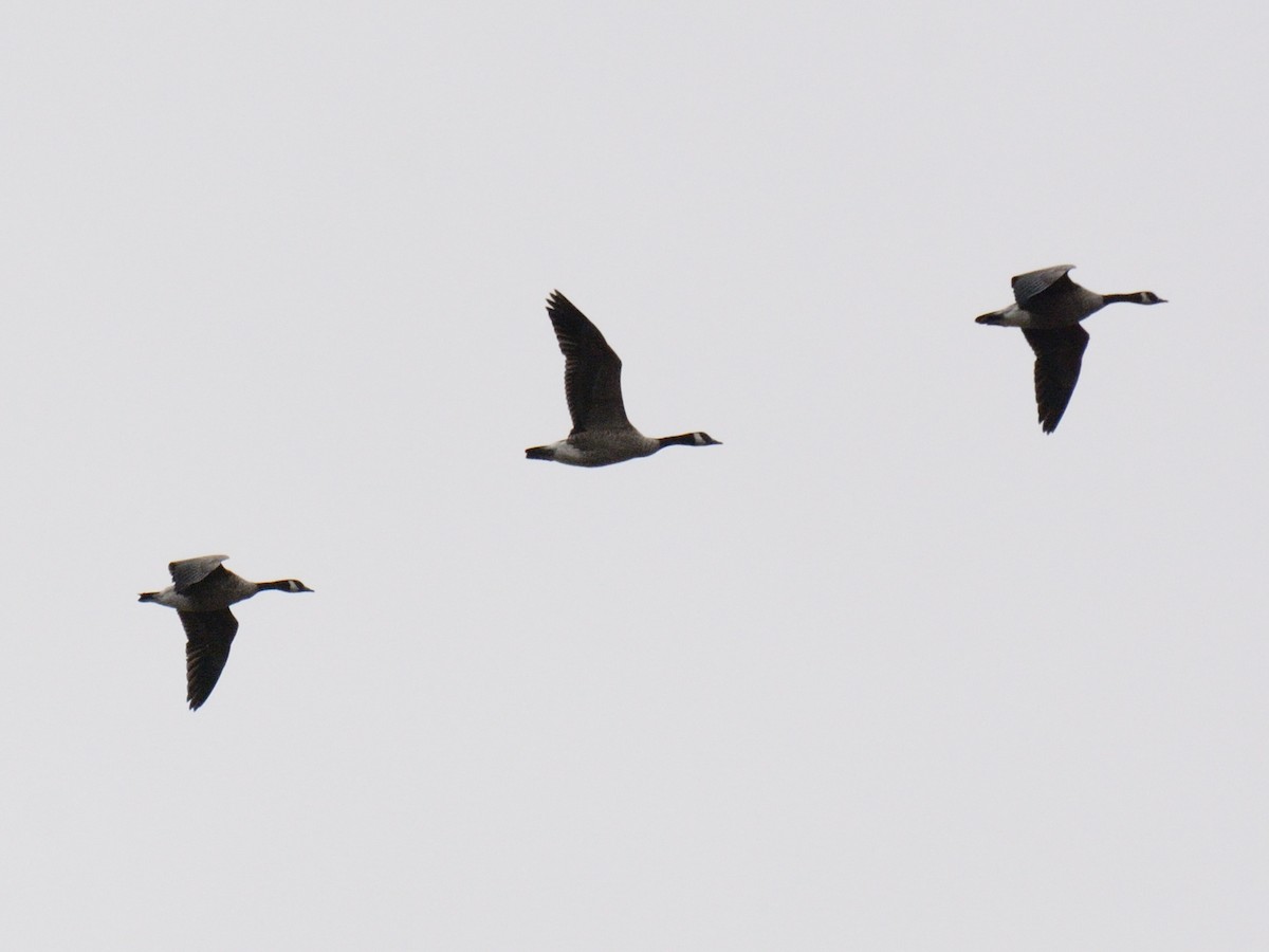 カナダガン - ML645515949