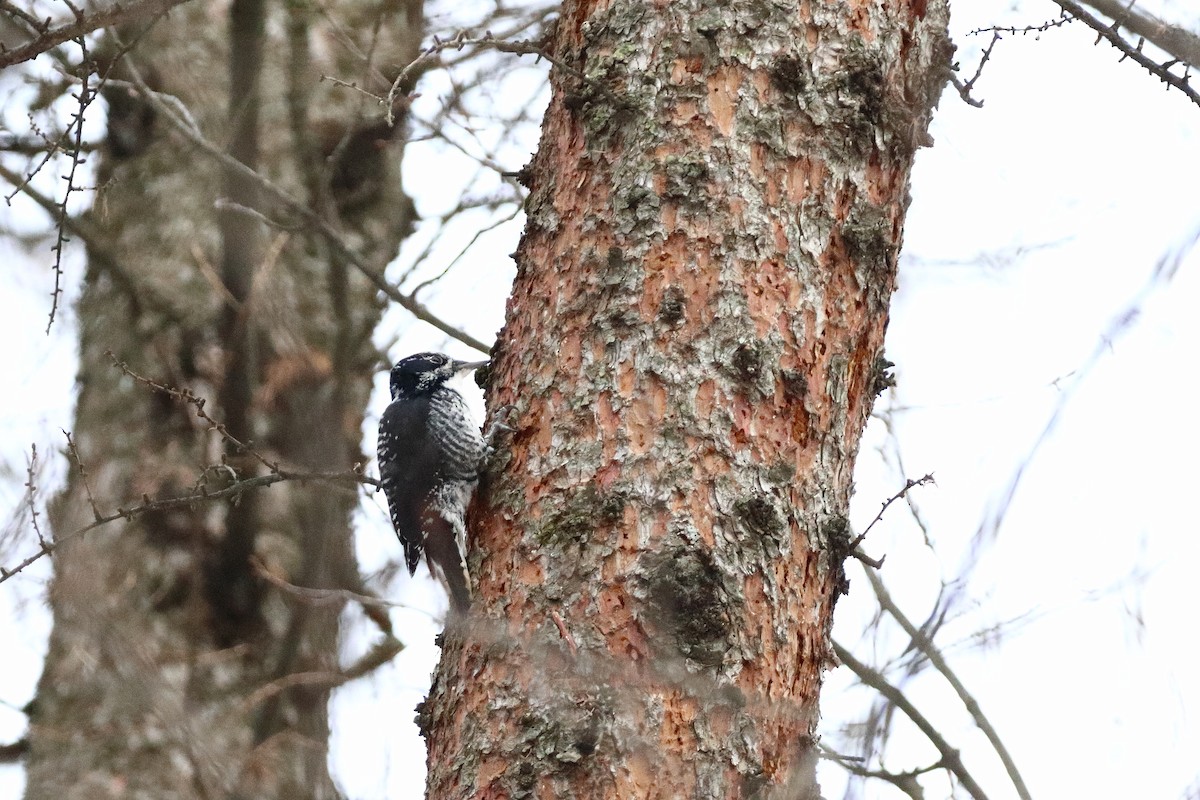 Amerika Üç Parmaklı Ağaçkakanı - ML645515950