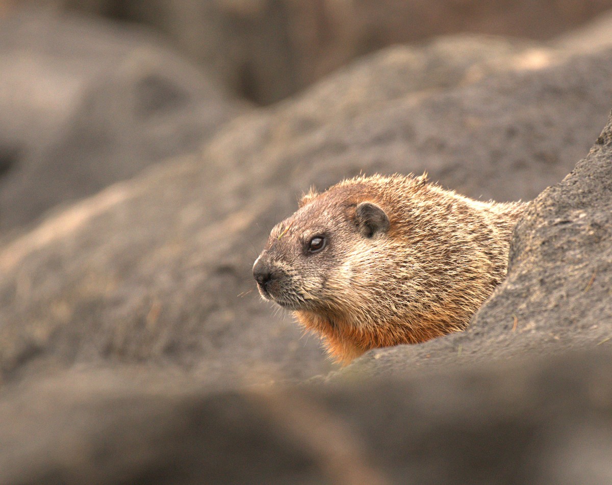 Groundhog - ML645515957