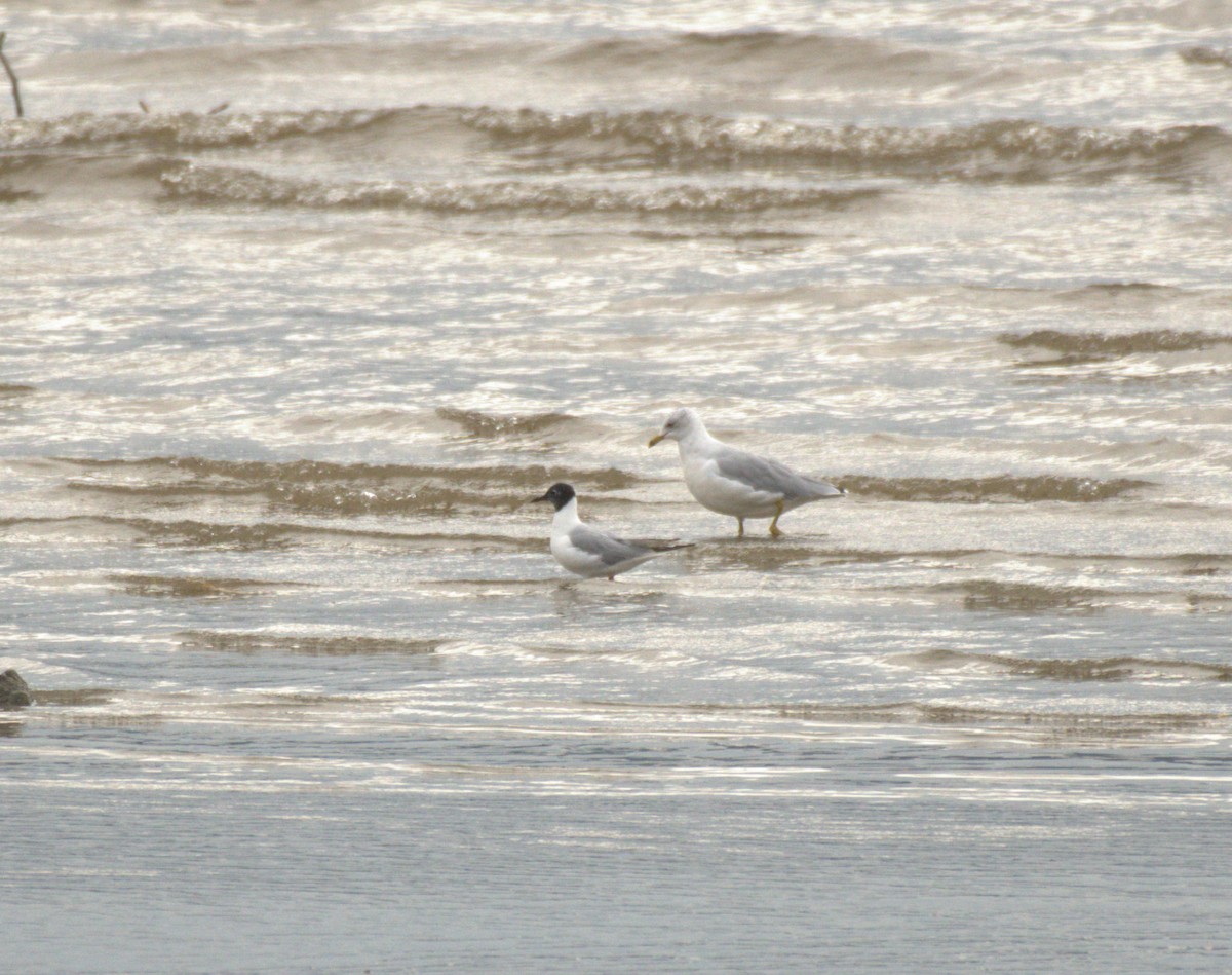 racek Bonapartův - ML645515961