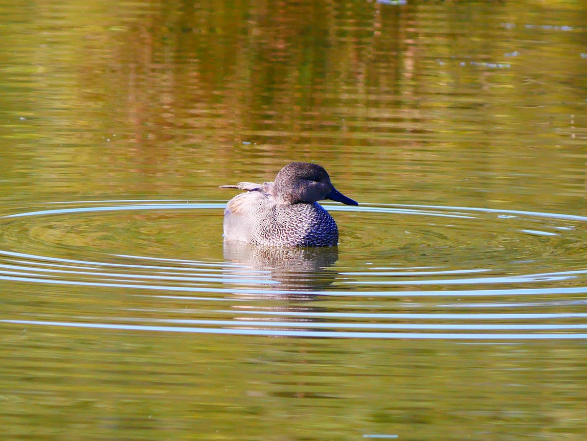 Серая утка - ML645515971
