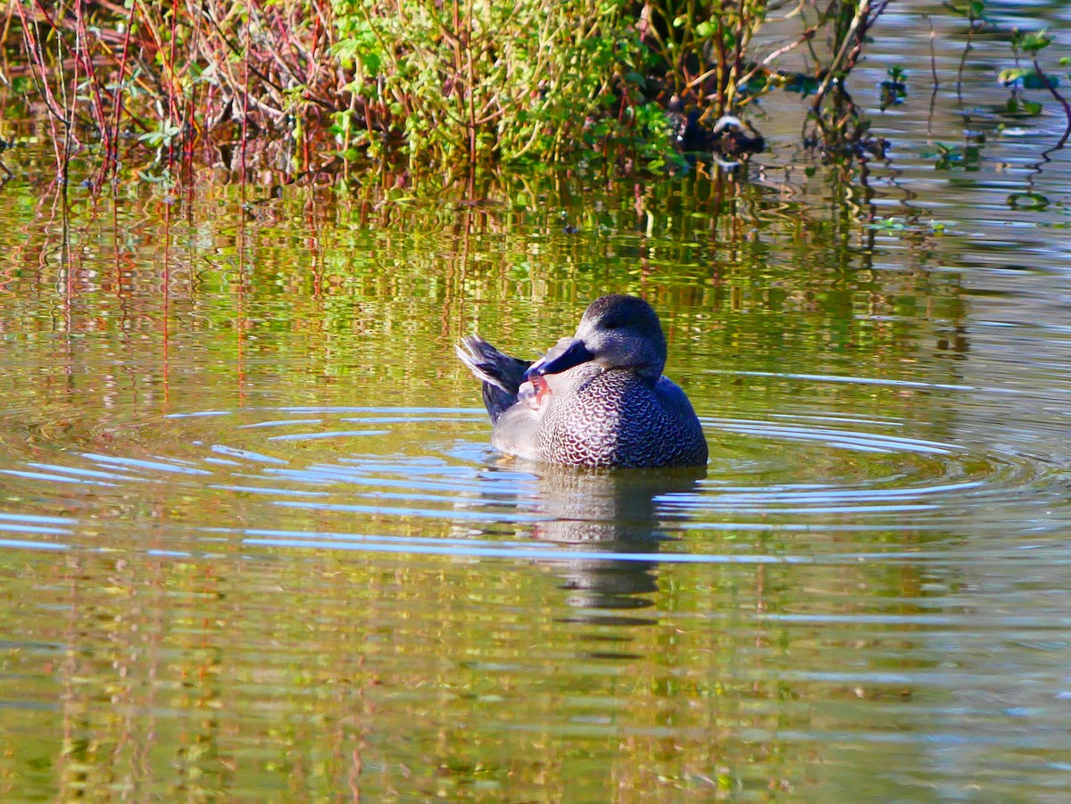 Серая утка - ML645515972