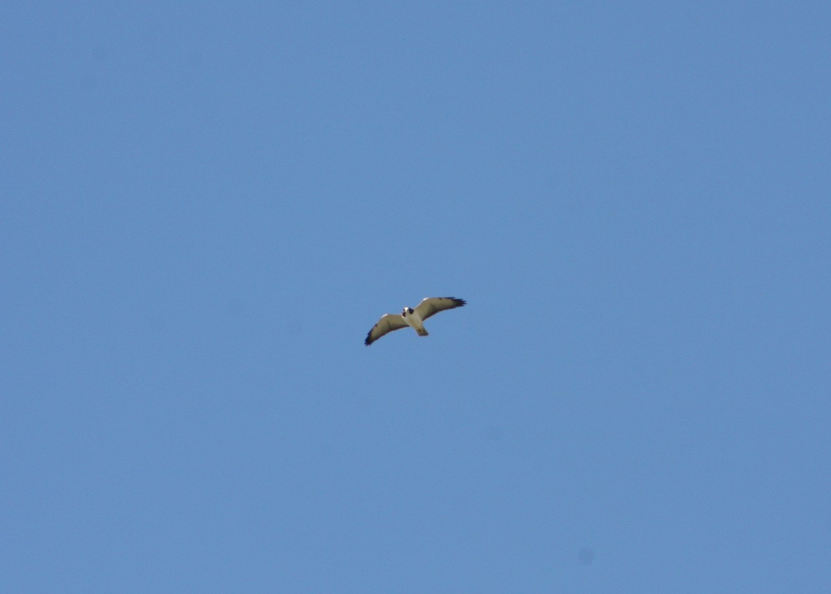 Busardo Colicorto - ML645515973