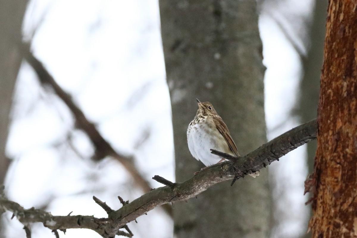 Münzevi Bülbül Ardıcı - ML645515974