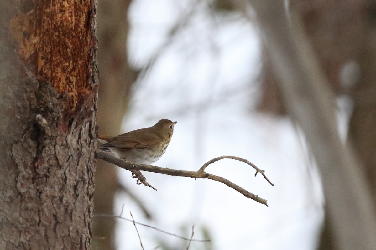 Münzevi Bülbül Ardıcı - ML645515975