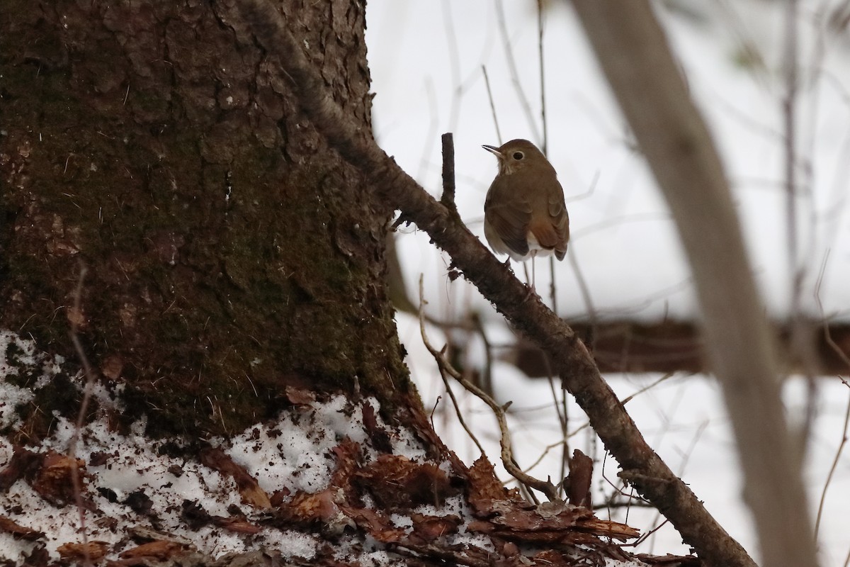 Münzevi Bülbül Ardıcı - ML645515976