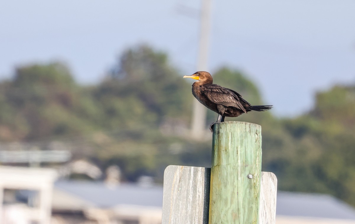 Double-crested Cormorant - ML645515977