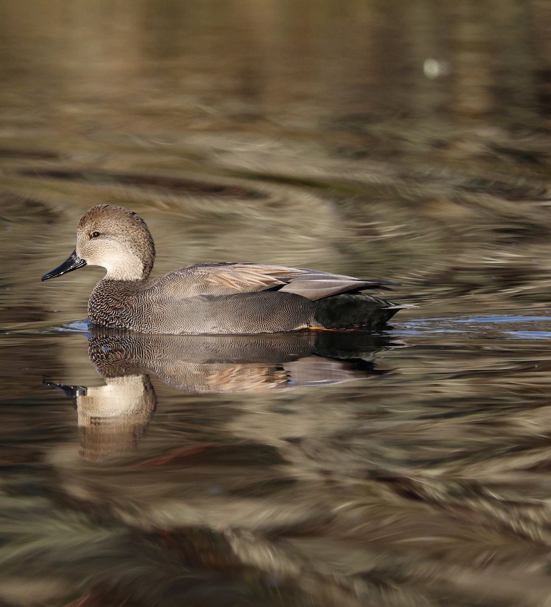 Серая утка - ML645515991