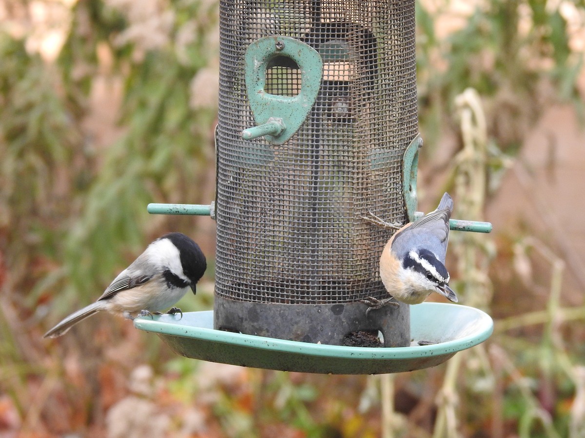 brhlík americký - ML645515996