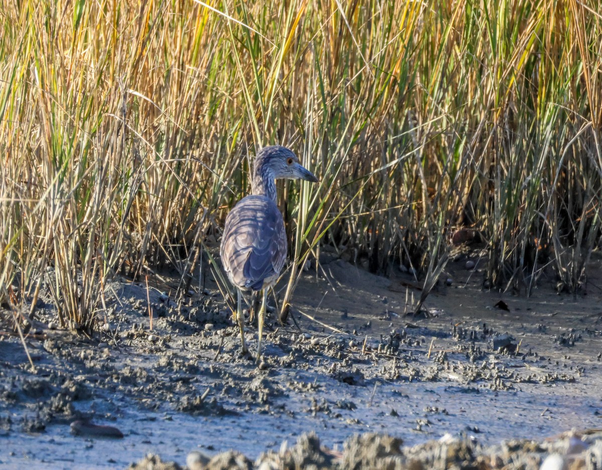 Yellow-crowned Night Heron - ML645515999