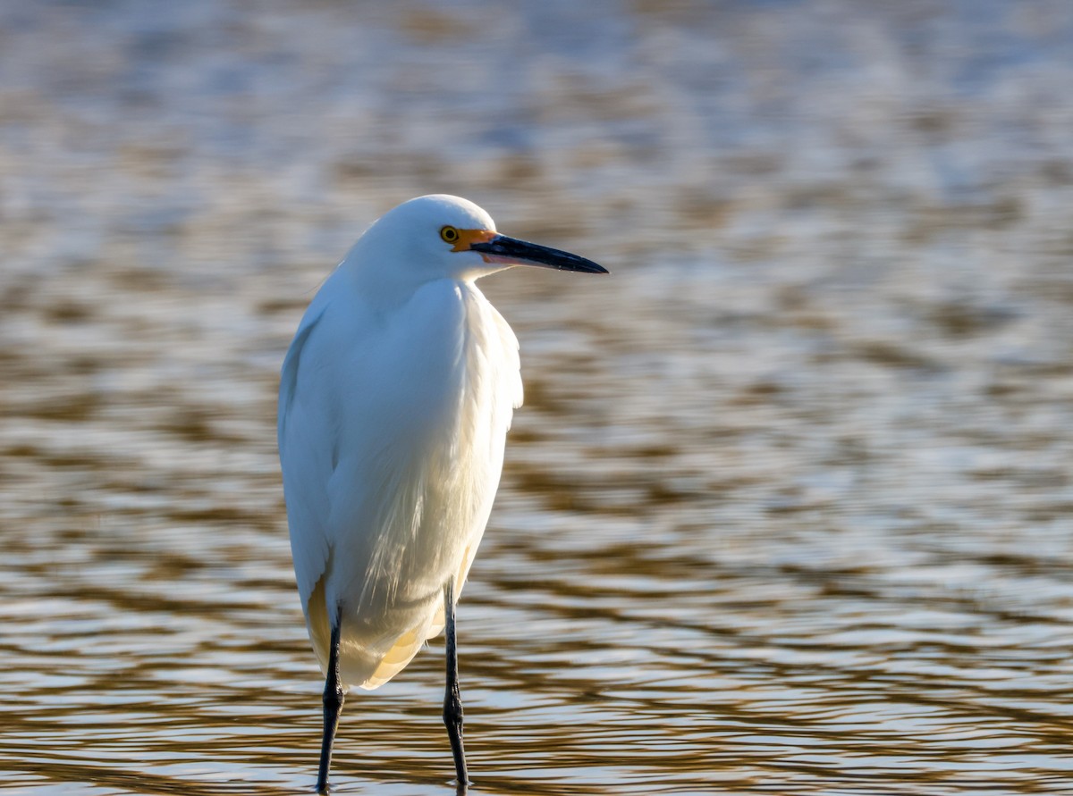 Snowy Egret - ML645516020