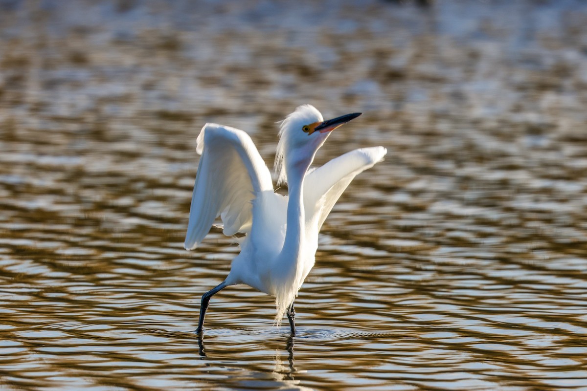 Snowy Egret - ML645516021