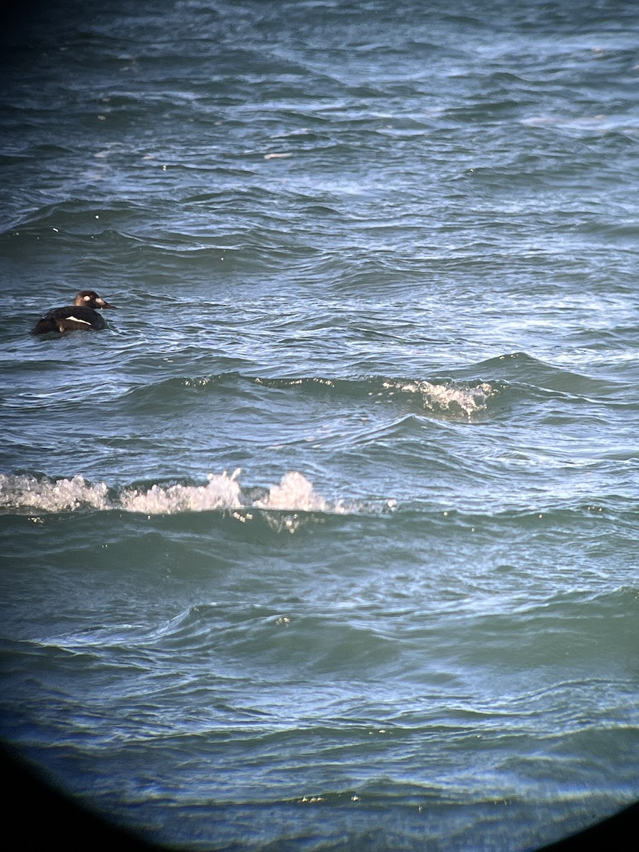 turpan kanadský - ML645516022