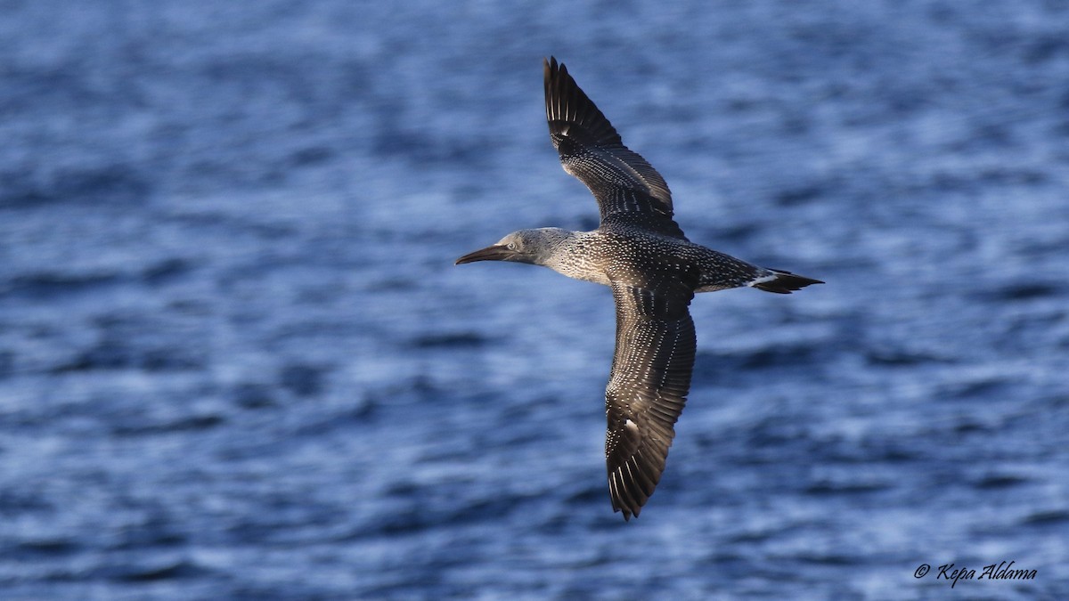 Northern Gannet - ML645516023