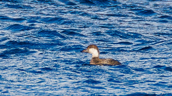 turpan žlutozobý - ML645516032