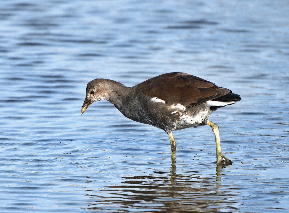 Курочка латиноамериканська - ML645516033