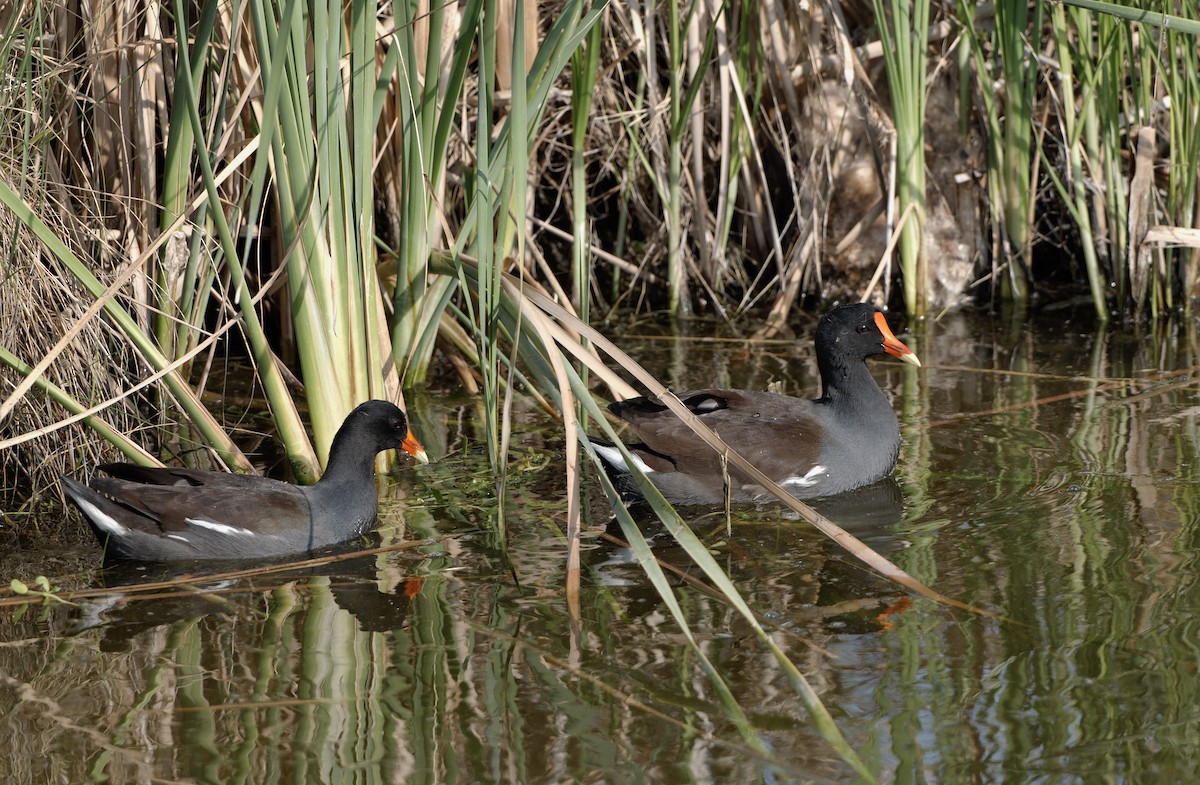 Курочка латиноамериканська - ML645516034