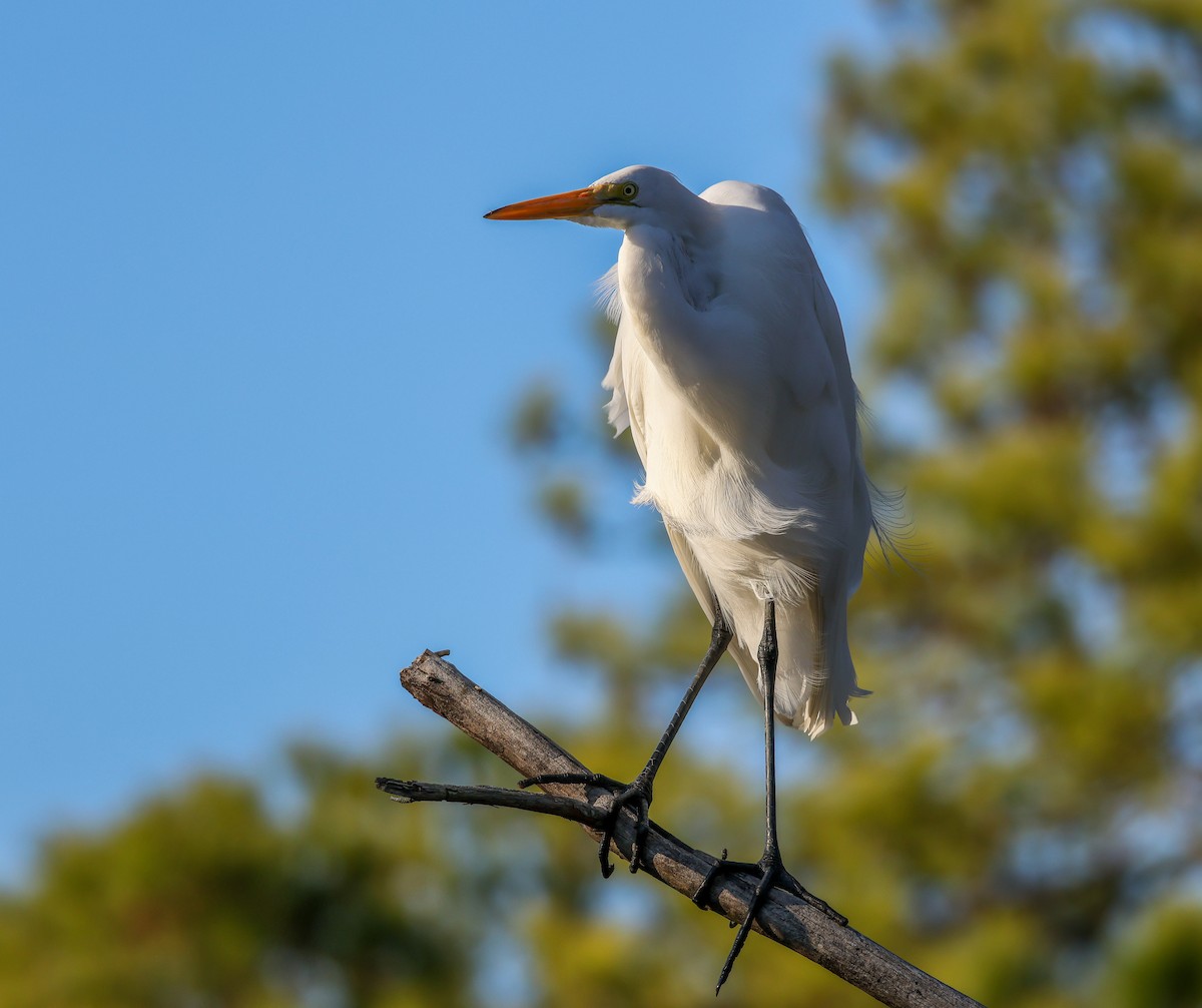 Great Egret - ML645516044
