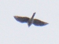 Aerospiza, Tachyspiza, Accipiter ou Astur sp. - ML645516051