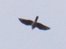 Aerospiza, Tachyspiza, Accipiter ou Astur sp. - ML645516052