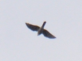 Aerospiza, Tachyspiza, Accipiter ou Astur sp. - ML645516053