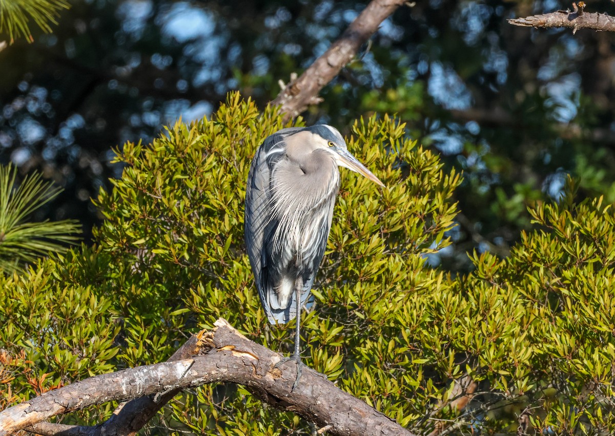 Great Blue Heron - ML645516062