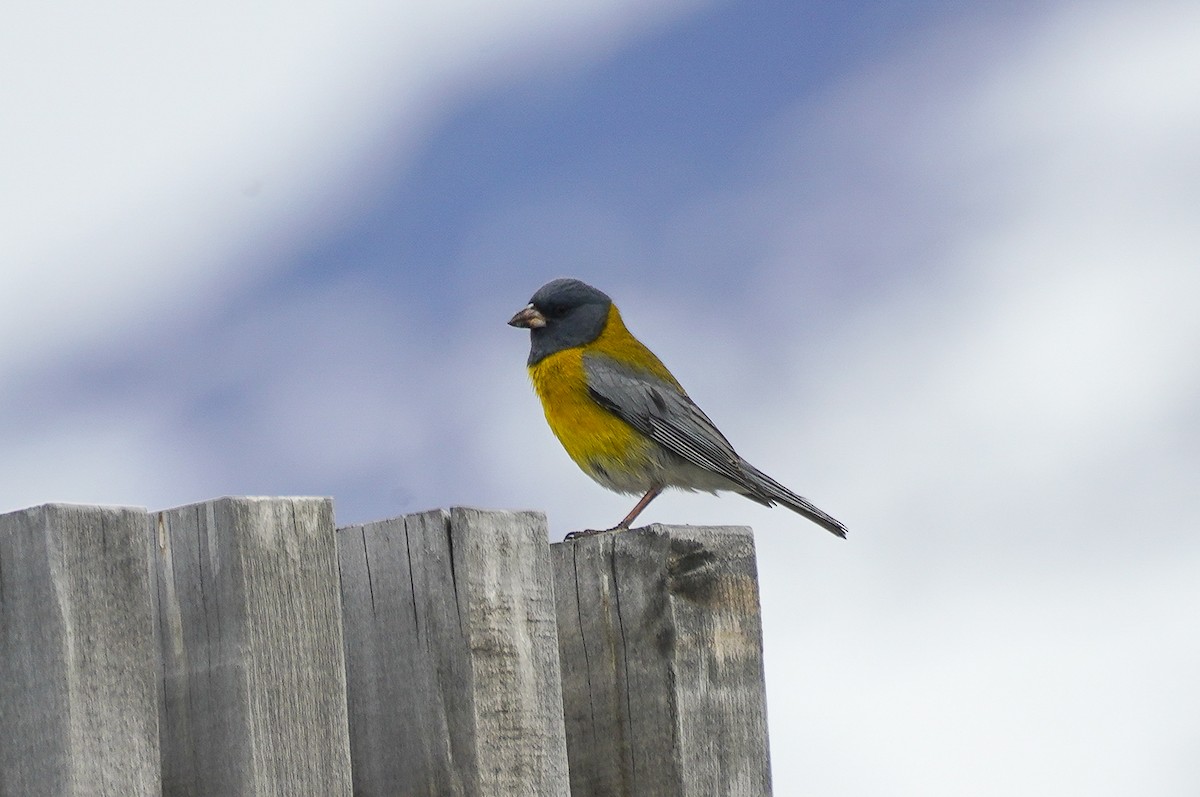 Gray-hooded Sierra Finch - ML645516064