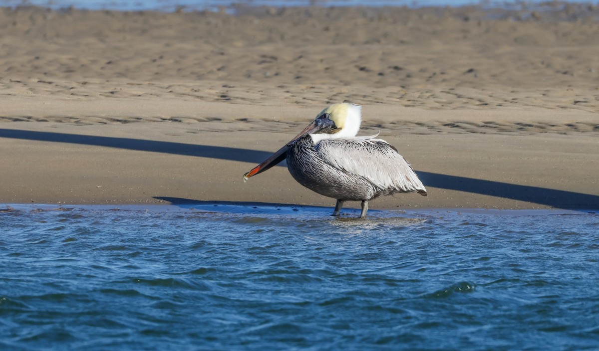 Brown Pelican - ML645516065