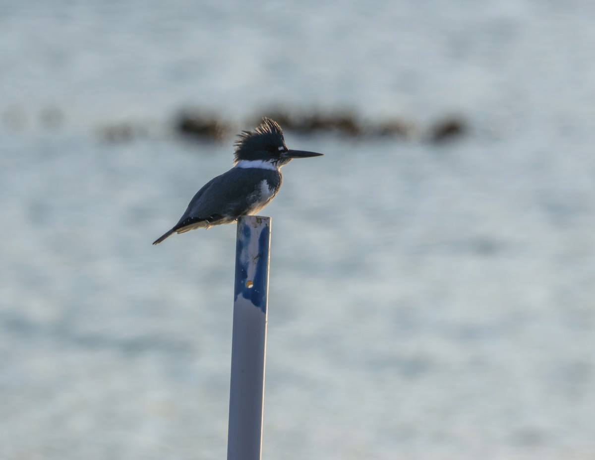 Belted Kingfisher - ML645516066