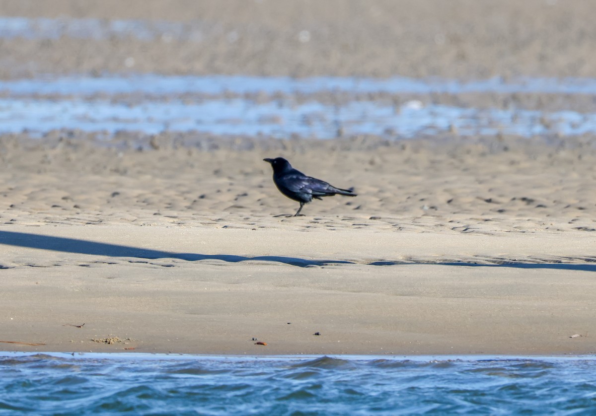 Fish Crow - ML645516078