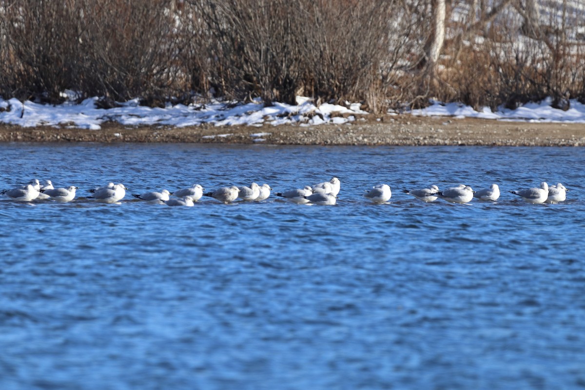 Halkalı Martı - ML645516079