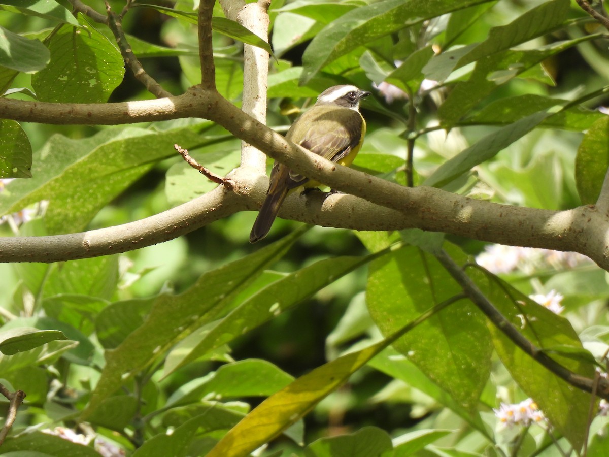 Красношапочный бентеви - ML645516081